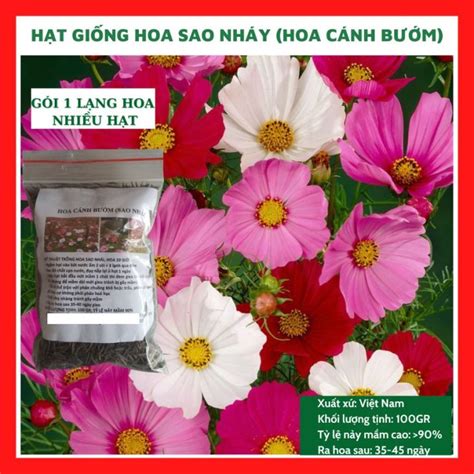 Hạt Giống Hoa Sao Nhái Cánh Bướm Mix Màu GÓi 1 LẠng Nhiều Hạt 10000