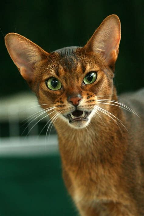 Abyssinian 4 Best Animal Pictures Katzen Rassen Katzen Katzen Fotos