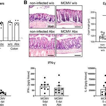 Mcmv Replication In The Colon Balb C Mice Were Infected I P With