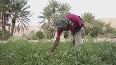 How Modern Irrigation Techniques Are Transforming Yemens Agriculture