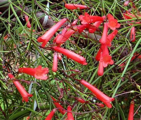 Cigar Plant Scarlet Cuphea Ignea Coan Seeds