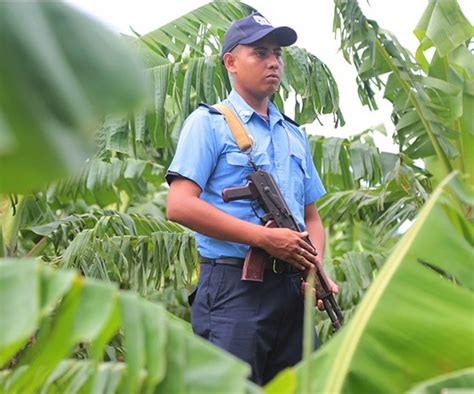 Policía ocupa droga armas y ganado durante operativos en el campo