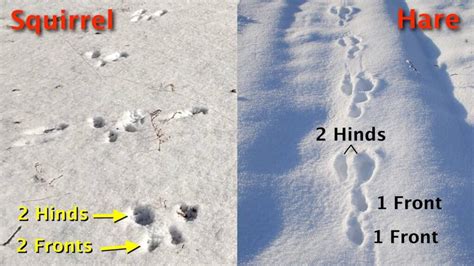 Identifying Squirrel Tracks In Snow: VS Rabbit & Mouse Tracks