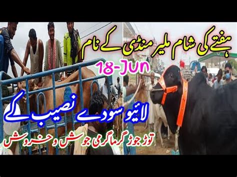 Malir Cow Mandi Latest Update 18 Jun 2023 Bakr Eid 2023 Cattle