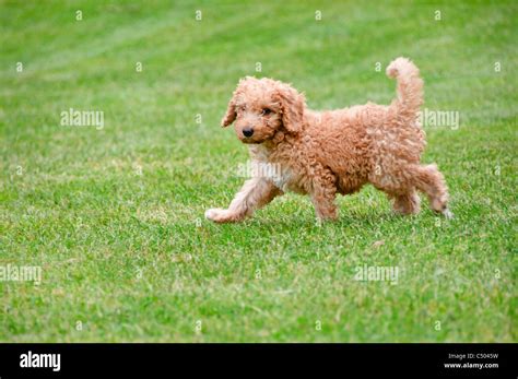 Labradoodle High Resolution Stock Photography And Images Alamy