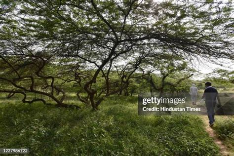 Asola Bhatti Wildlife Sanctuary Photos and Premium High Res Pictures - Getty Images