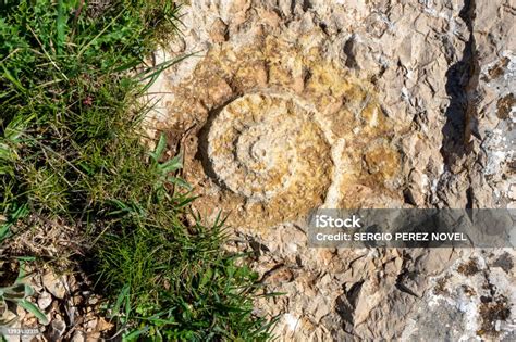 Fossil Of Ammonites In A Rock Stock Photo Download Image Now