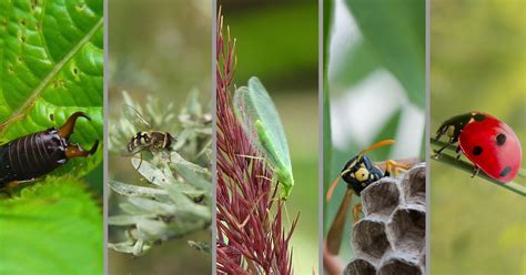 N Tzlinge F R Den Garten Insektenkunde Waschb R Magazin