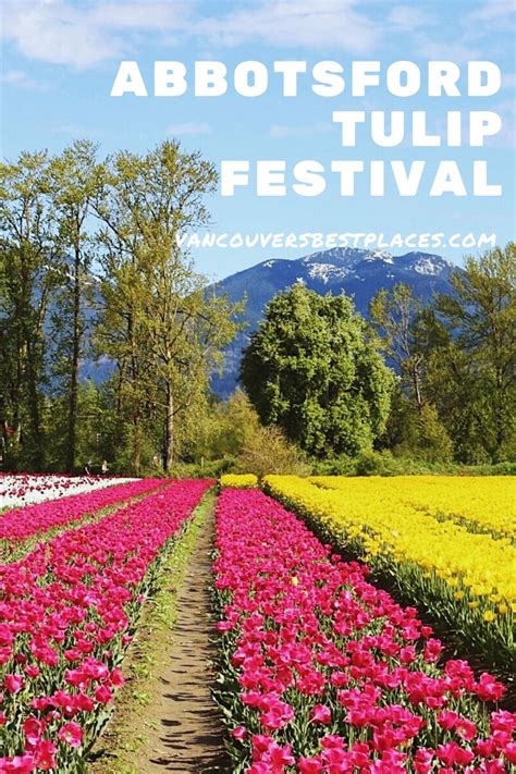 Abbotsford Tulip Festival Near Vancouver Bc Tulip Festival Canada