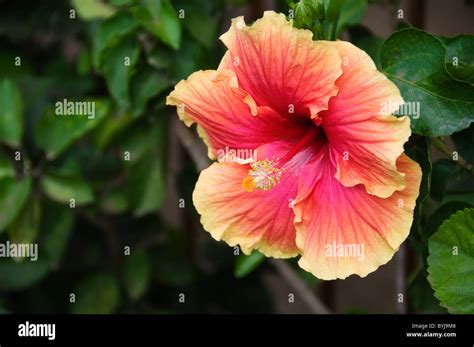 A Beautiful Showy Hibiscus Flower Blooms In Panama Stock Photo Alamy