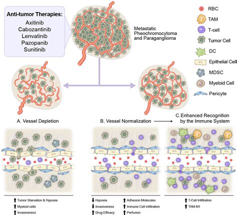 Antiangiogenic Therapies For Pheochromocytoma And Paraganglioma In