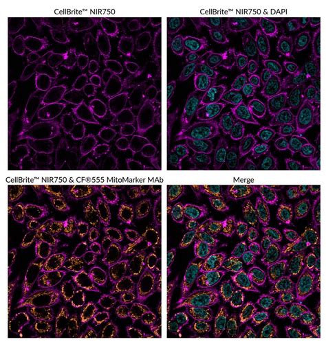 Cellbrite® Nir Cytoplasmic Membrane Dyes Biotium