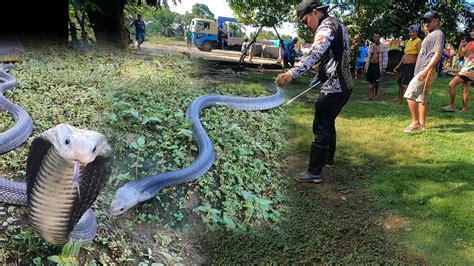 Apo Pinahuli Ang Itim Na Cobra Para Sa Kaligtasan Ng Kanyang Lola