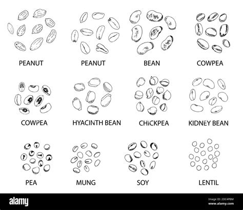 Conjunto De Granos De Contorno Dibujados A Mano Aislados En Blanco Cacahuete Frijol Caupí