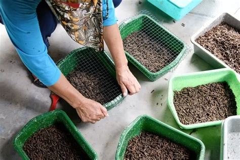 Langkah Langkah Budidaya Maggot Bsf Untuk Pemula Suara Merdeka Banyumas