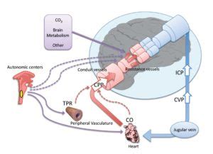 Cerebral Autoregulation - Explained Clearly - Made For Medical