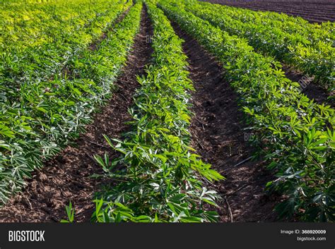 Cassava Plantation