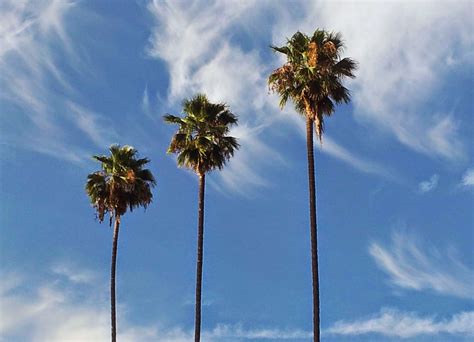 sky sunset los angeles palm trees cityscape wallpaper - Coolwallpapers.me!