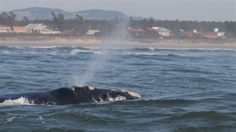 Hidden In Plain Sight: Southern Right Whale Habitat Choice Key To ...