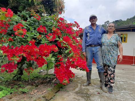 M S De Caficultores Quindianos Se Beneficiaron Con El Proyecto