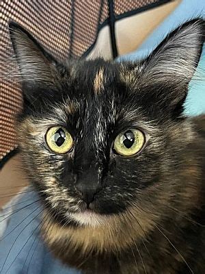 Antioch Ca Domestic Mediumhair Meet Cara A Pet For Adoption