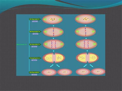 Meiosisppt Ppt