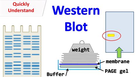 Western Blot YouTube