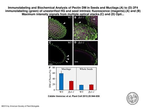 Immunolabeling And Biochemical Analysis Of Pectin DM In Seeds And