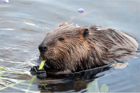 7 of the Most Endangered Species in the UK in 2023 | Earth.Org