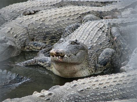 Beppu Hells Oniyama Jigoku Crocodiles