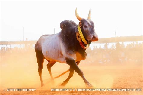 Jallikattu Hd Image Tags - Jallikattu Hd (#608996) - HD Wallpaper ...