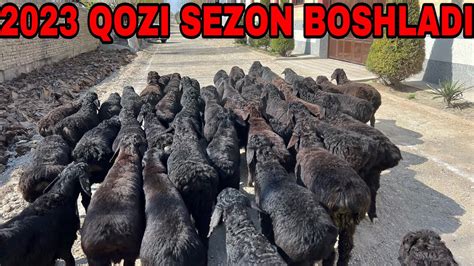 Surxandaryodan Dona Xissori Qozilar Keldi Youtube