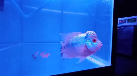 My Louhan Flowerhorn Fish Youtube