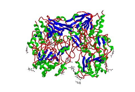 Glucose oxidase sources, health risks