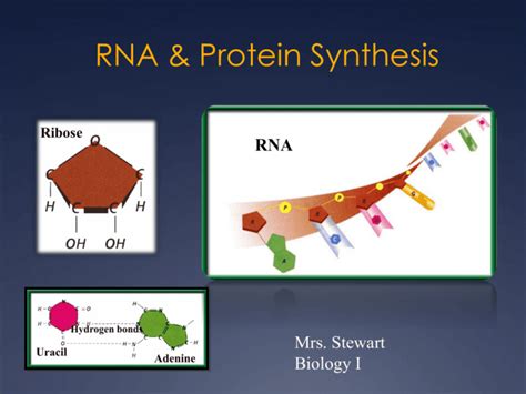 RNA and Protein Synthesis