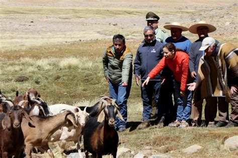 M S De Mil Cabezas De Ganado Se Preparan Para Retornar Desde Las