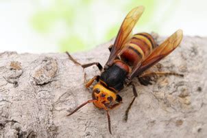 Cicada Killer Wasp vs Asian Giant Hornet-What's the Difference?