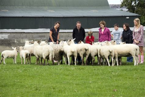 Sheep Farm Tours Ireland