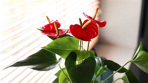 Anthurium Care Flamingo Flower How To Grow Anthuriums As Houseplants