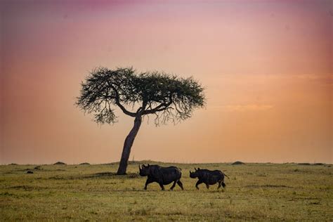 14 Outstanding African Safari Photography Tips - Maps & Merlot