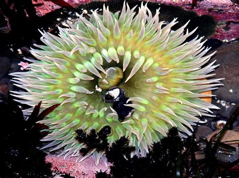 Anemone In A Tide Pool Stock Image Image Of Closeup Ocean 5841293