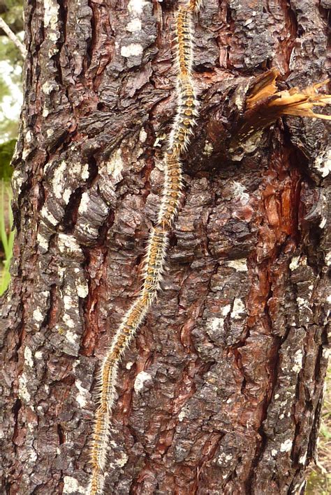 O Se Trouvent Les Chenilles Processionnaires En France Chenille Risque