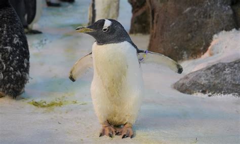 Ældste I Verden Pingvin Fra Odense Zoo Kommer I Guiness World Records