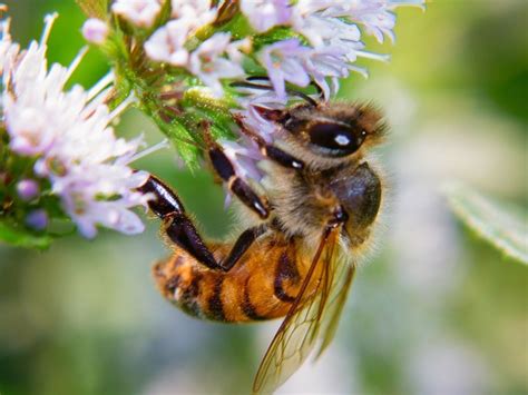 A Honey Bee Gathers Nectar From A Flower Smithsonian Photo Contest Smithsonian Magazine