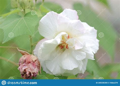 A Hibiscus Mutabilis Flower At The Garden Stock Image Image Of Cotton