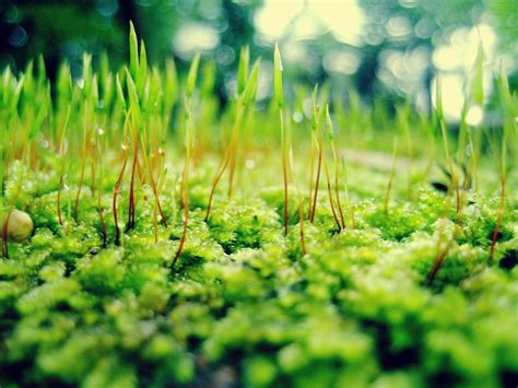 green view  cerridwendoll  deviantart