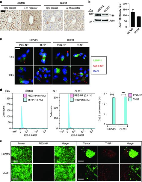 Transferrin Functionalized Liposomes Achieve Receptor Mediated