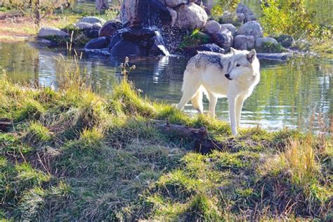 Le Loup Tend Son Territoire L Influx