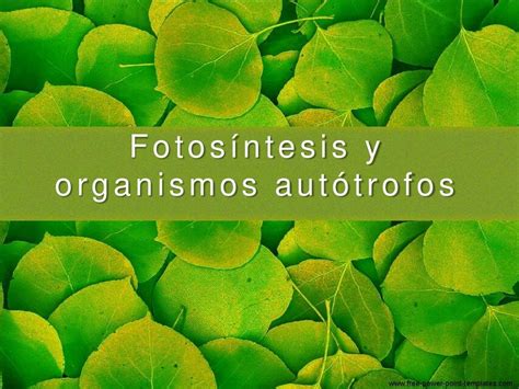 Fotos Ntesis Y Organismos Aut Trofos Docsciencia Udocz