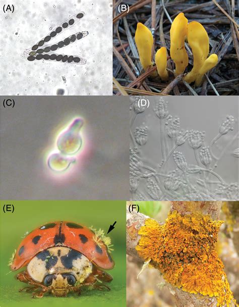 Fungal Evolution Diversity Taxonomy And Phylogeny Of The Fungi